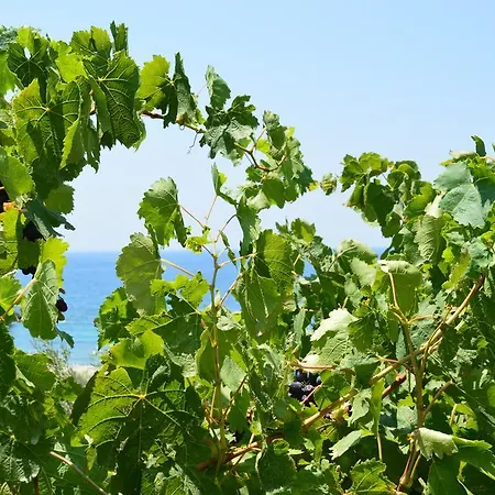 Blue Bliss * Ambrami